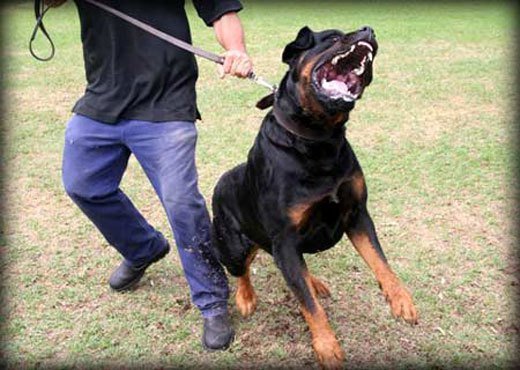 Rottweiler Attack Training