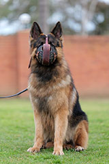German Shepherd for Sale