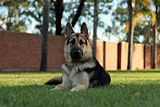 Female German Shepherd Puppy for Sale