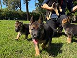 German Shepherd for Sale