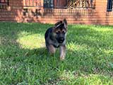 German Shepherd for Sale