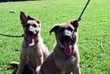German Shepherd for Sale