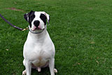 Bull Arab for Sale