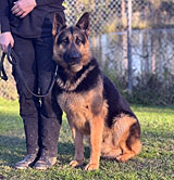 German Shepherd for Sale