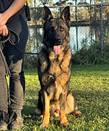 German Shepherd for Sale
