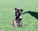 Dutch Shepherd for Sale