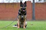 German Shepherd for Sale