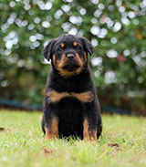Rottweiler for Sale
