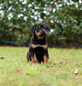 Rottweiler for Sale