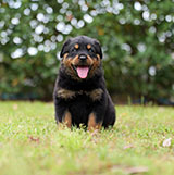 Rottweiler for Sale