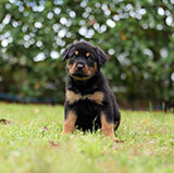 Rottweiler for Sale