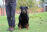 Male Rottweiler for Sale