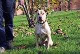 American Staffordshire for Sale