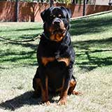Female Rottweiler for Sale