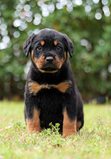 Rottweiler for Sale