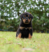 Rottweiler for Sale