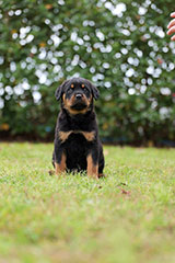 Rottweiler for Sale