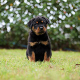 Rottweiler for Sale