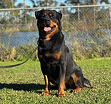 Female Rottweiler for Sale
