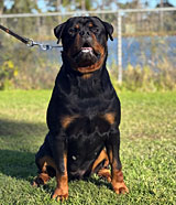 Female Rottweiler for Sale