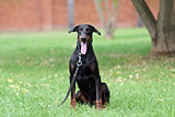 Male Doberman for Sale