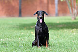 Male Doberman for Sale