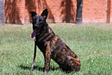 Dutch Shepherd for Sale