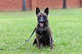 Dutch Shepherd for Sale