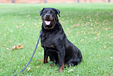 Male Rottweiler for Sale