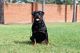 Female Rottweiler for Sale