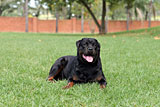 Female Rottweiler for Sale