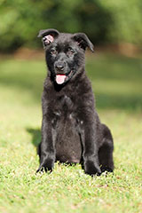 German Shepherd for Sale