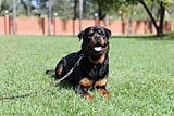 Female Rottweiler for Sale