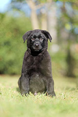 German Shepherd for Sale