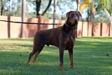 Male Doberman for Sale
