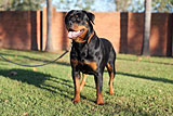 Female Rottweiler for Sale