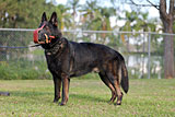 Male German Shepherd for Sale