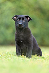 German Shepherd for Sale