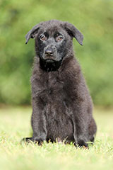 German Shepherd for Sale