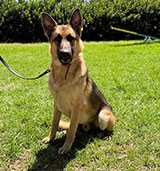 Female Rottweiler for Sale