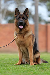 German Shepherd for Sale