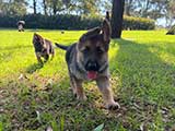 German Shepherd for Sale