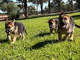 German Shepherd for Sale