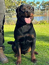 Female Rottweiler for Sale