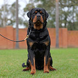 Female Rottweiler for Sale