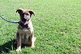 German Shepherd for Sale