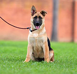 German Shepherd for Sale