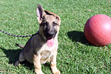 German Shepherd for Sale