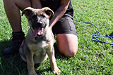 German Shepherd for Sale