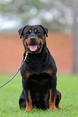 Female Rottweiler for Sale